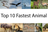 سریع ترین حیوانات