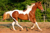سریع ترین اسب های جهان