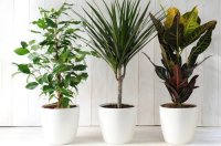 بهترین گیاهان برای نگهداری در آپارتمان