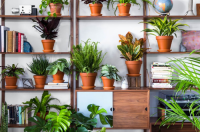 مقاوم ترین گیاهان آپارتمانی