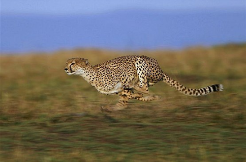 چیتا(یوزپلنگ)